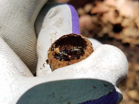 Plancia ëd Camponotus chromaiodes Bolton 1995