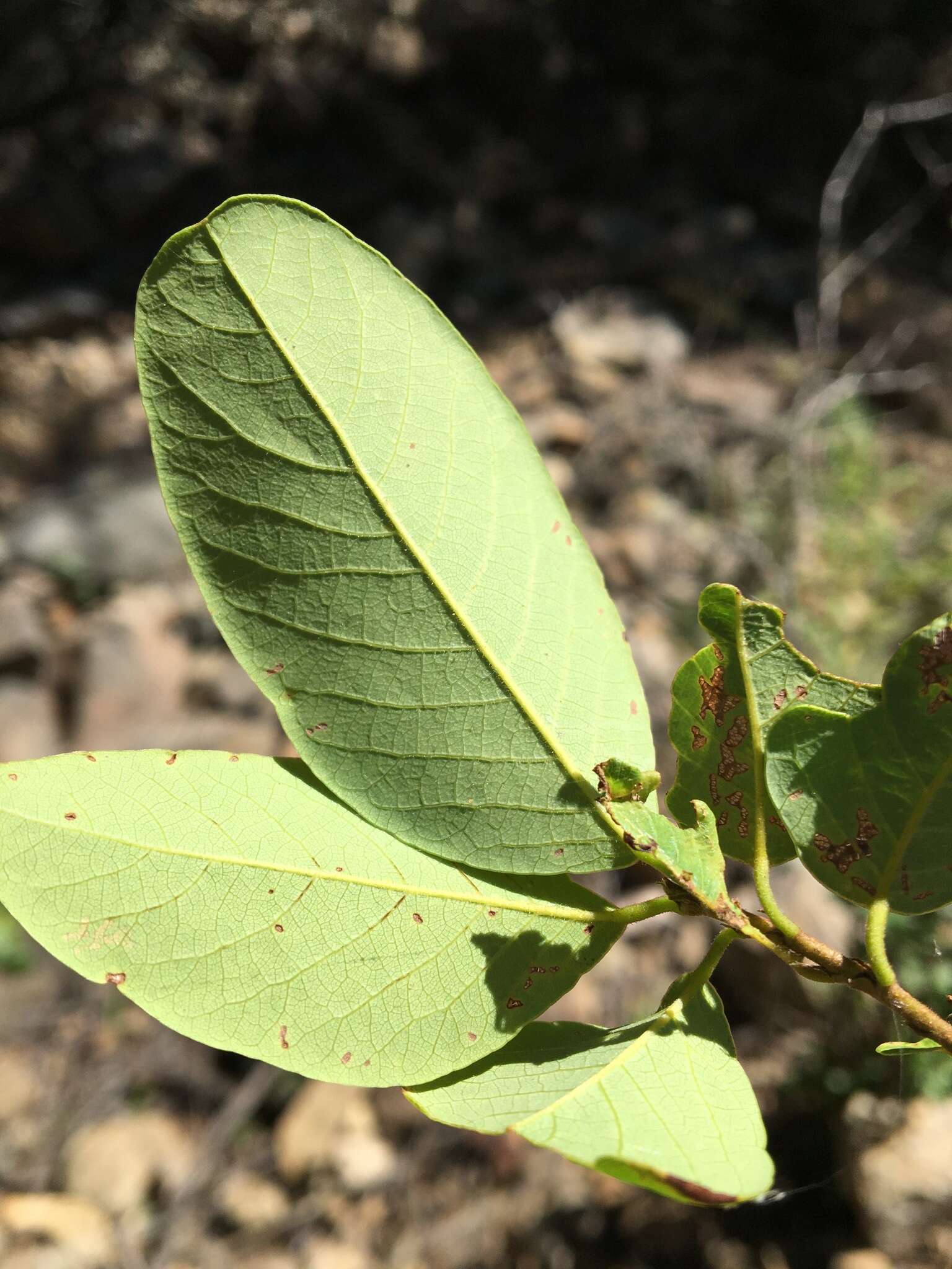 Image of Bridelia leichhardtii Baill. ex Müll. Arg.