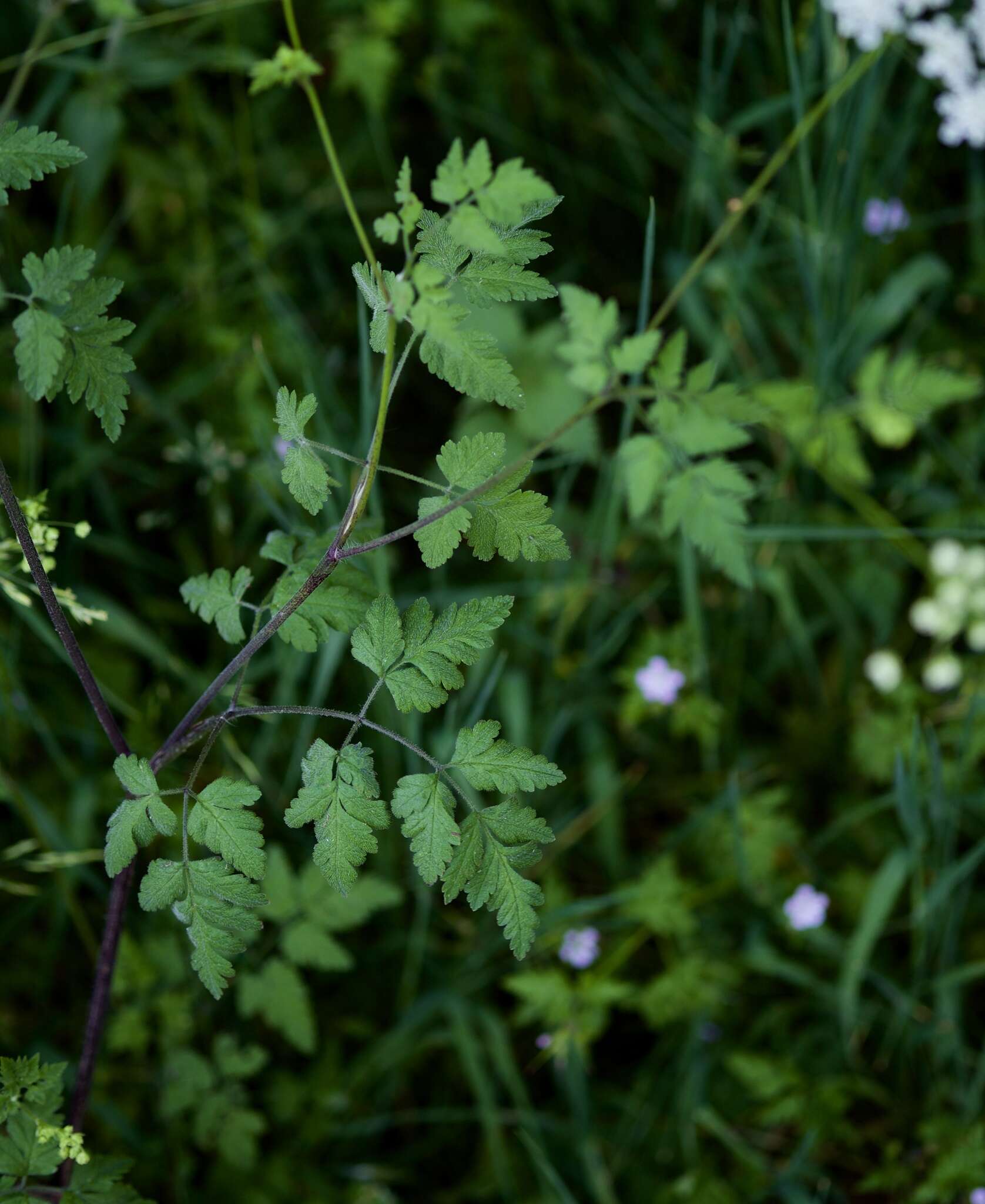 Image of rough chervil