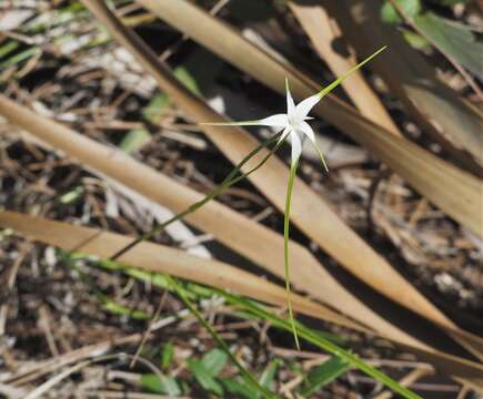 Image de Rhynchospora floridensis (Britton ex Small) H. Pfeiff.