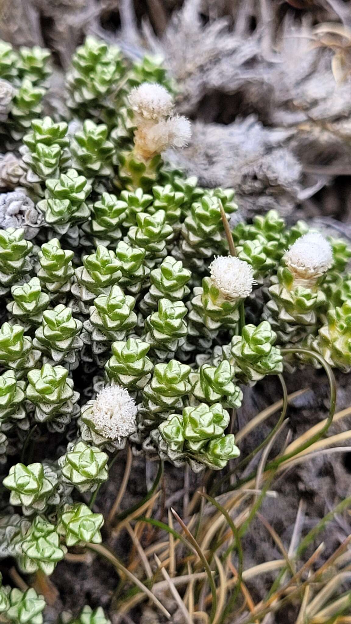 Image of Raoulia petriensis T. Kirk