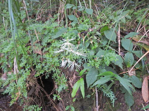 Habenaria medusa Kraenzl. resmi