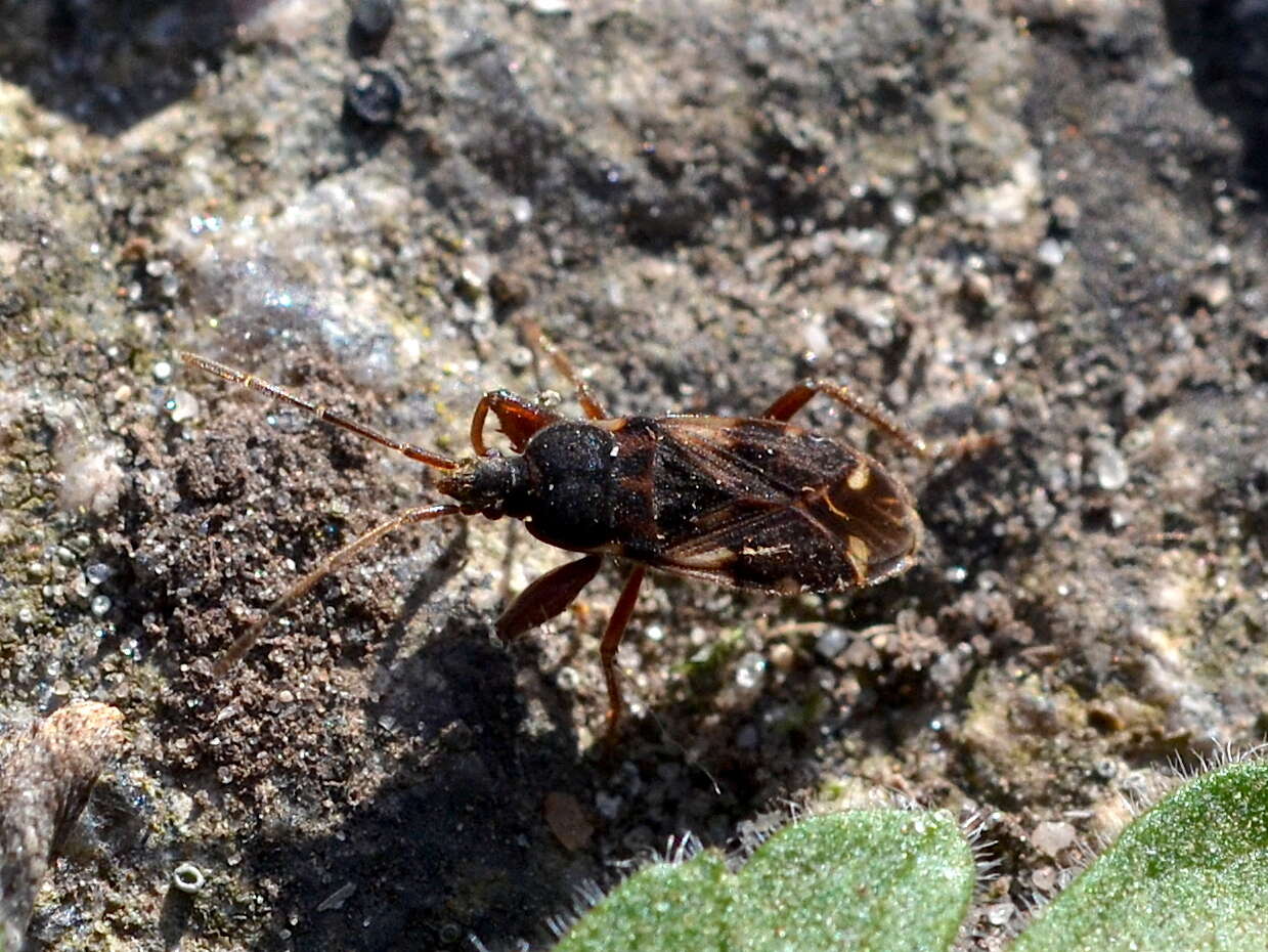 صورة Eremocoris podagricus Fabricius & J. C. 1775