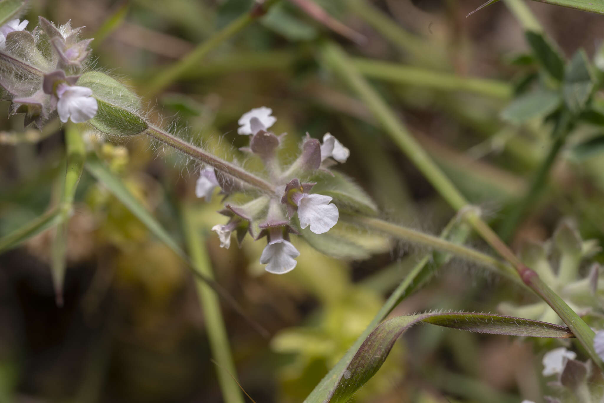 Image of Sideritis romana subsp. curvidens (Stapf) Holmboe