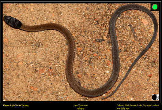 صورة Sibynophis collaris (Gray 1853)