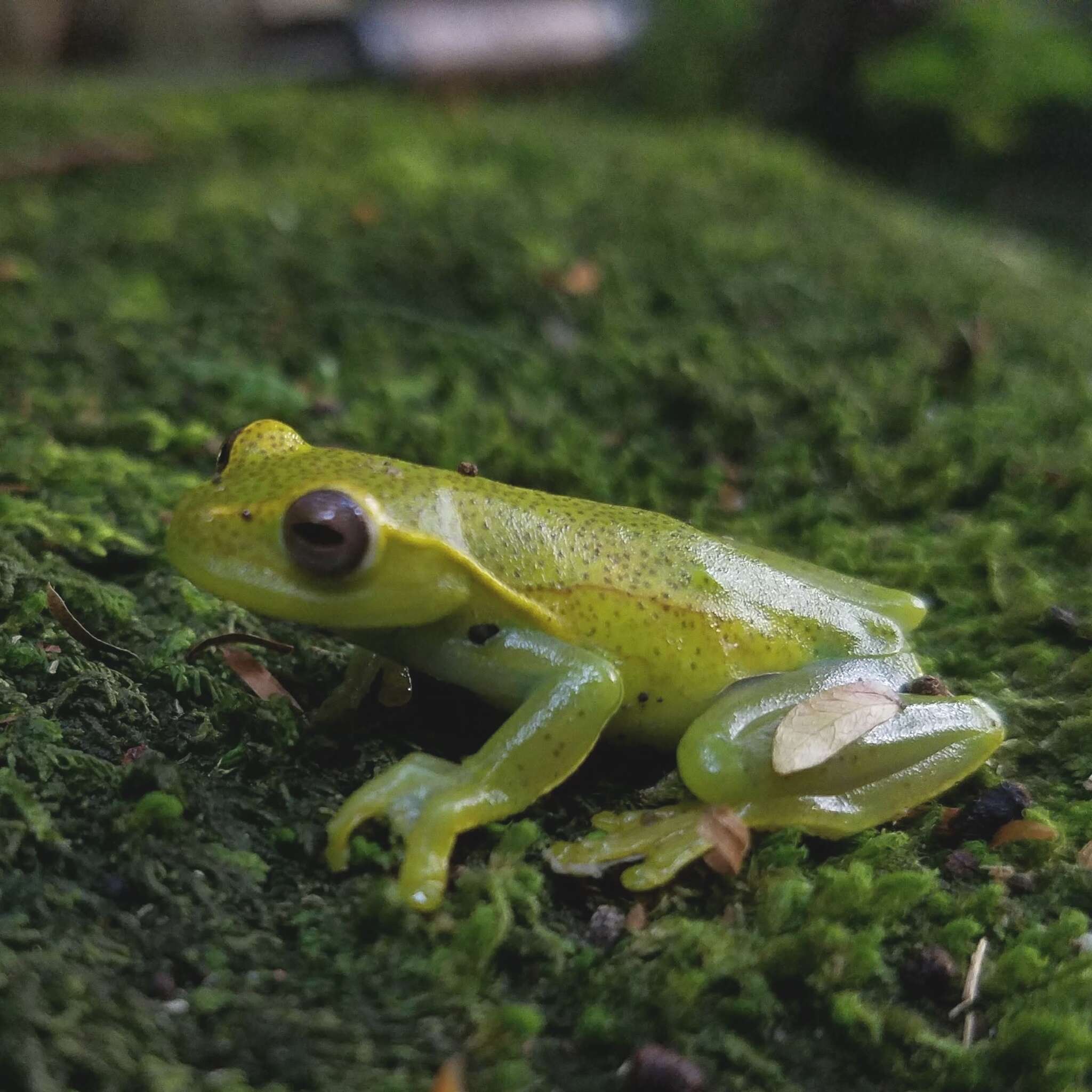 Image de Hyloscirtus colymba (Dunn 1931)