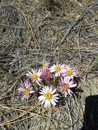 Image of Townsendia florifera (Hook.) A. Gray