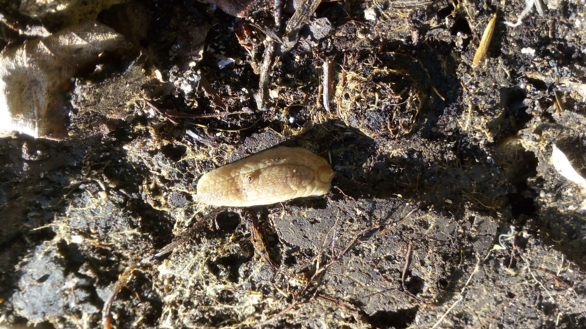 Image of Shelled slug