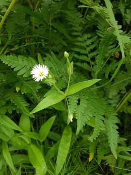 Image of Radiant chickweed