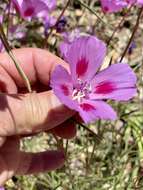 Imagem de Clarkia gracilis subsp. sonomensis (C. L. Bitchc.) F. H. Lewis & M. E. Lewis