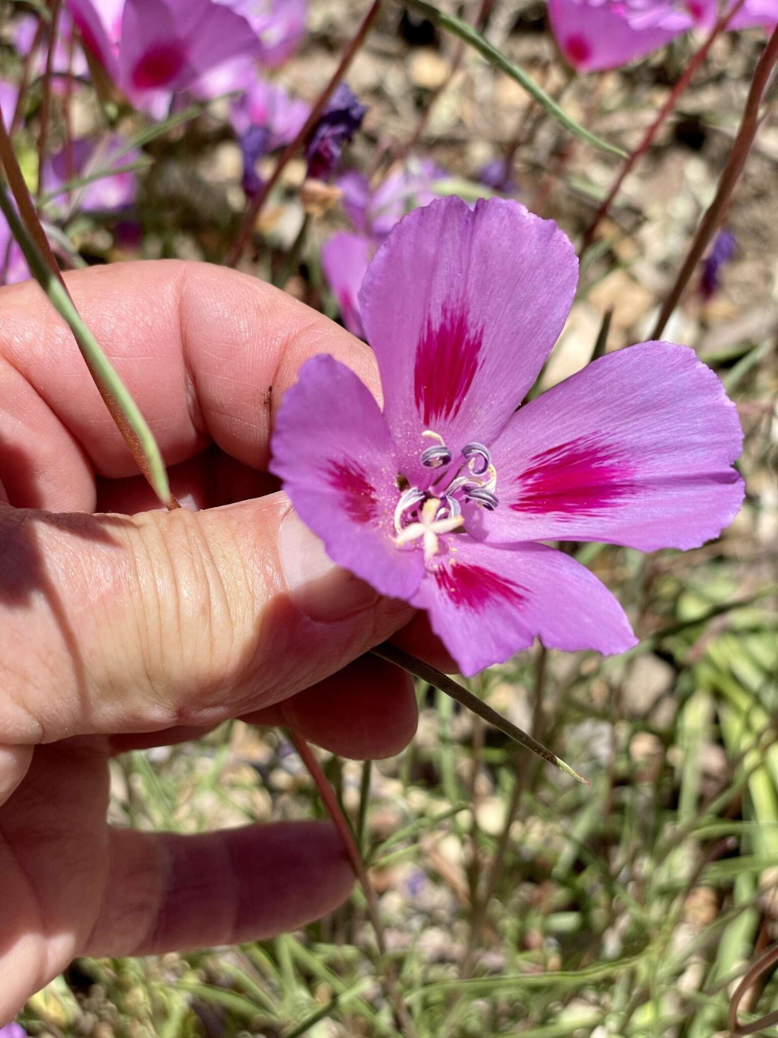 Image of Sonoma clarkia