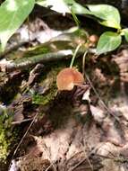 Image of Marasmius cohaerens (Pers.) Cooke & Quél. 1878