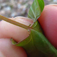 Viburnum opulus var. americanum (P. Mill.) Ait. resmi