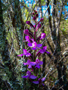 Image of Cynorkis kassneriana Kraenzl.