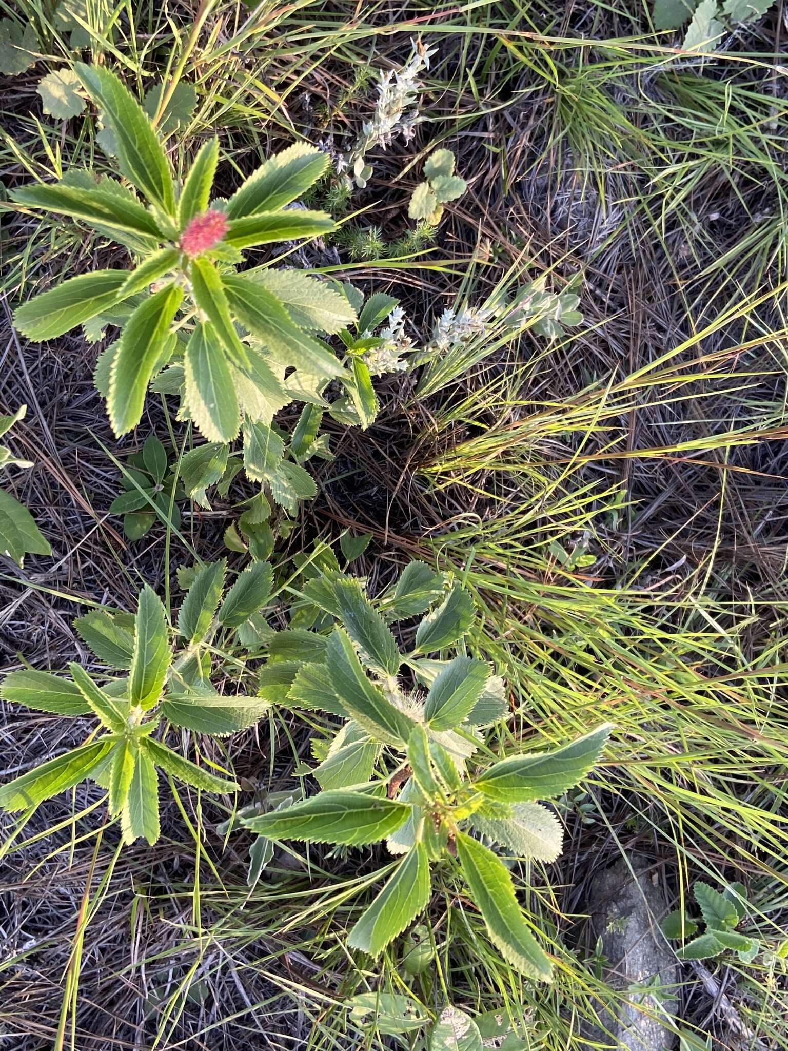 Image of Acalypha communis Müll. Arg.