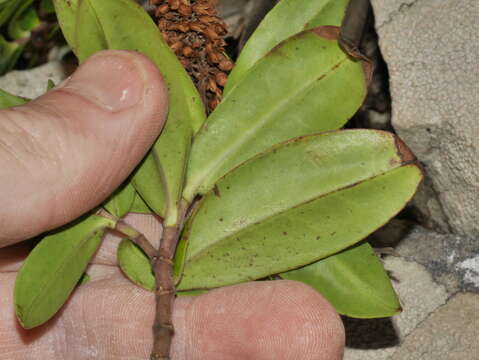 Image of Veronica stricta var. macroura (Hook. fil. ex Benth.) Garn.-Jones