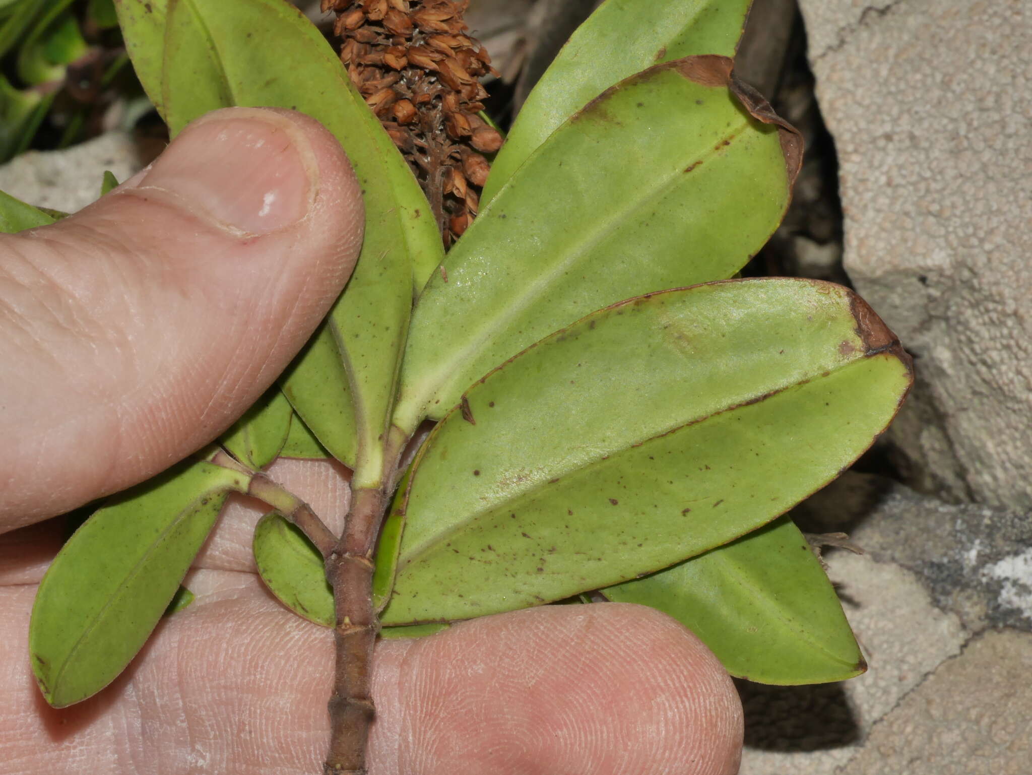 Sivun Veronica stricta var. macroura (Hook. fil. ex Benth.) Garn.-Jones kuva