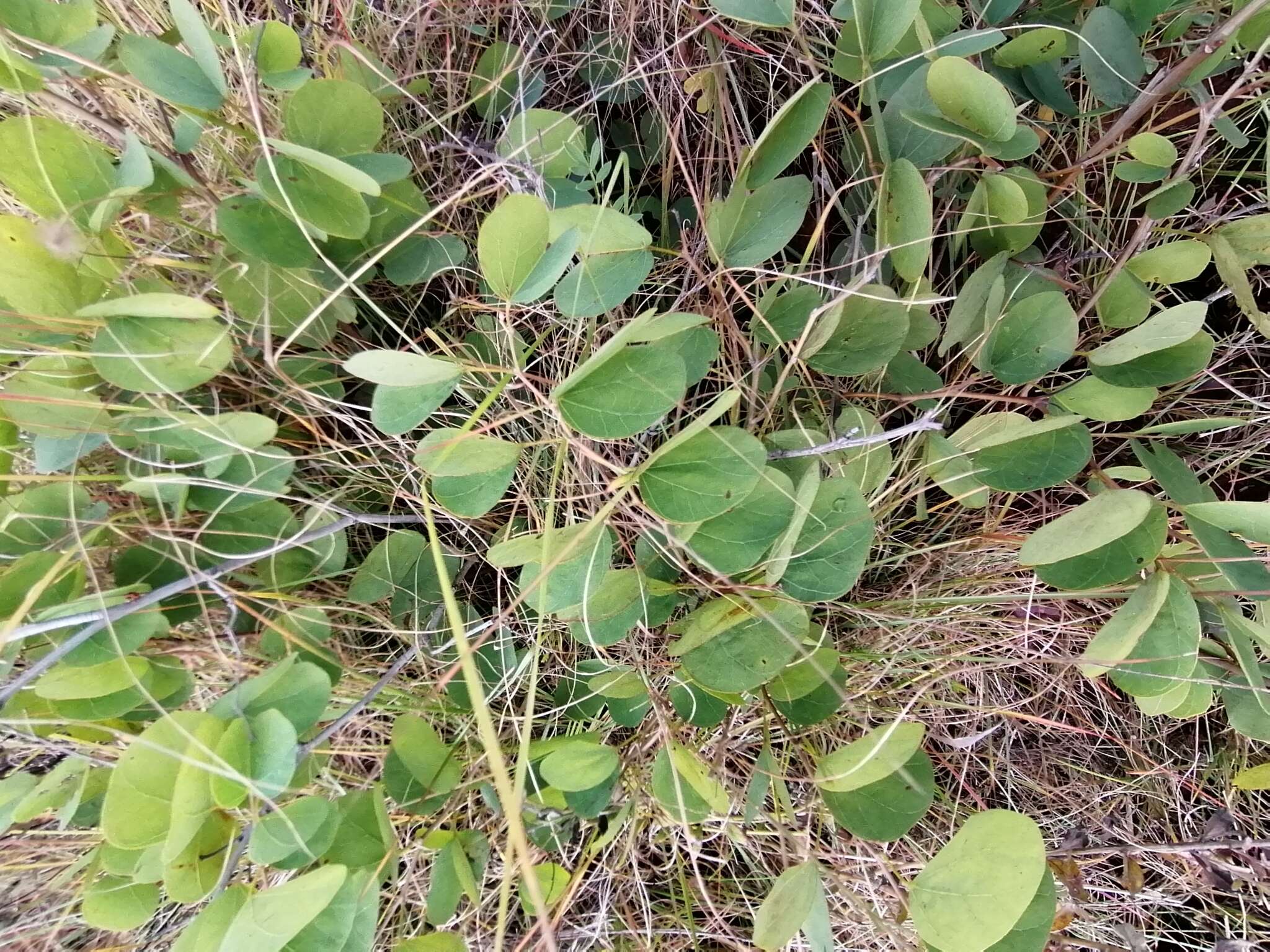 Sivun Tylosema esculentum (Burch.) A. Schreib. kuva