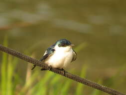 صورة Tachycineta albiventer (Boddaert 1783)