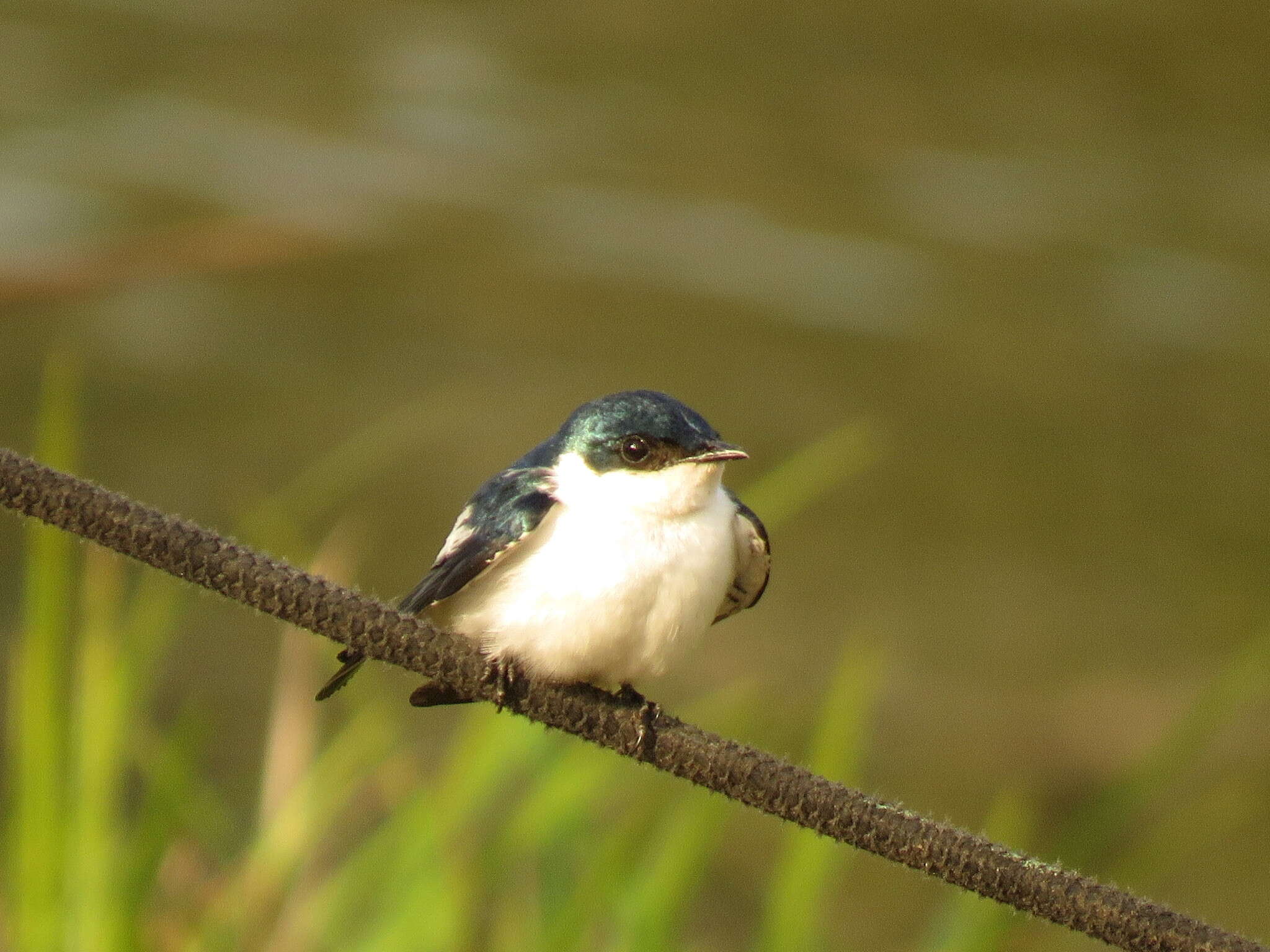 Tachycineta albiventer (Boddaert 1783)的圖片