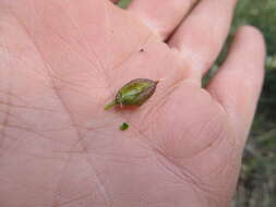 Image of Williams' milkvetch