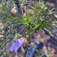 Imagem de Eremophila metallicorum S. Moore