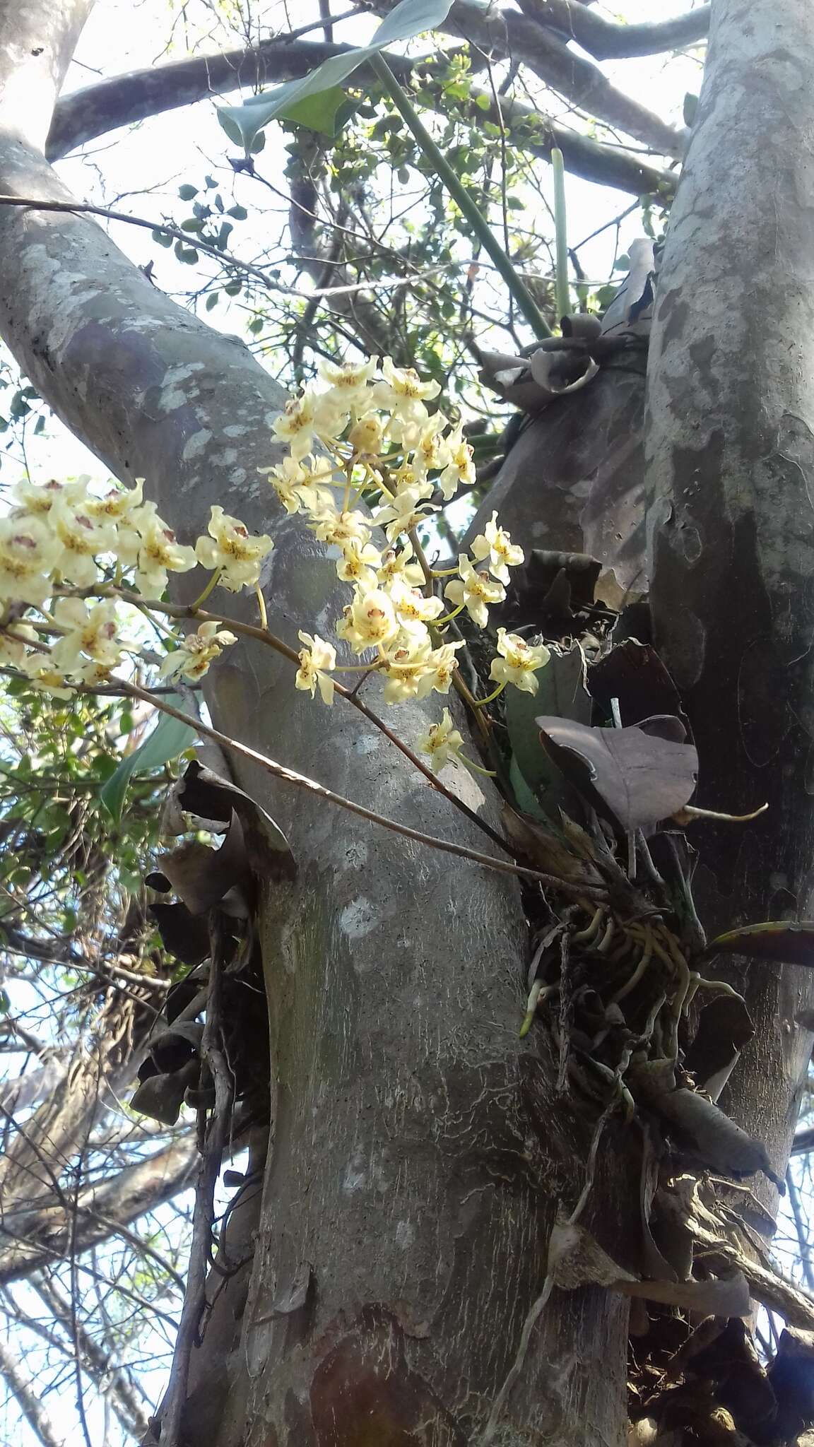 Слика од Trichocentrum stramineum (Bateman ex Lindl.) M. W. Chase & N. H. Williams