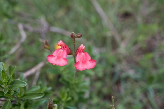 Image of autumn sage