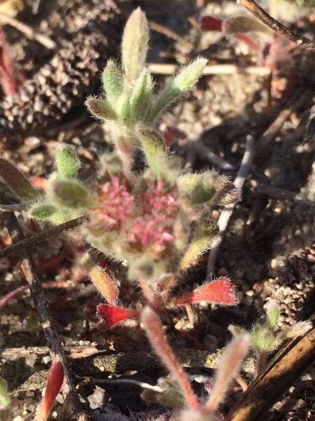 Image of Ben Lomond spineflower