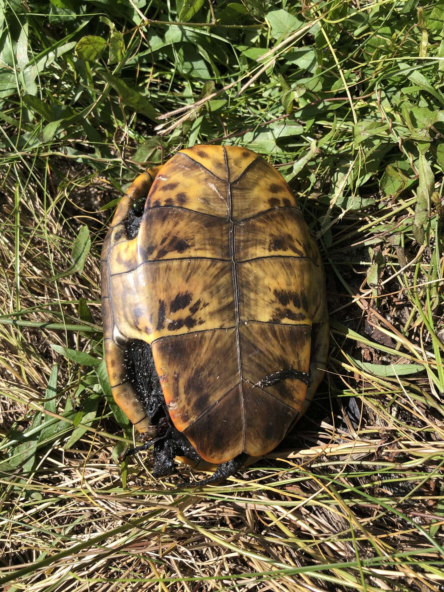 Image of Malaclemys terrapin pileata (Wied 1865)