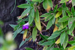 Image of <i>Primulina drakei</i>