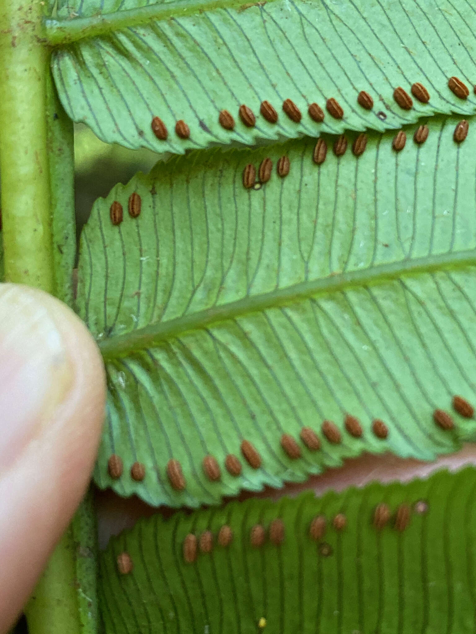 Image of Pitted Potato Fern