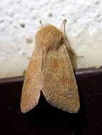 Image of blossom underwing