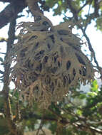 Image of ring lichen