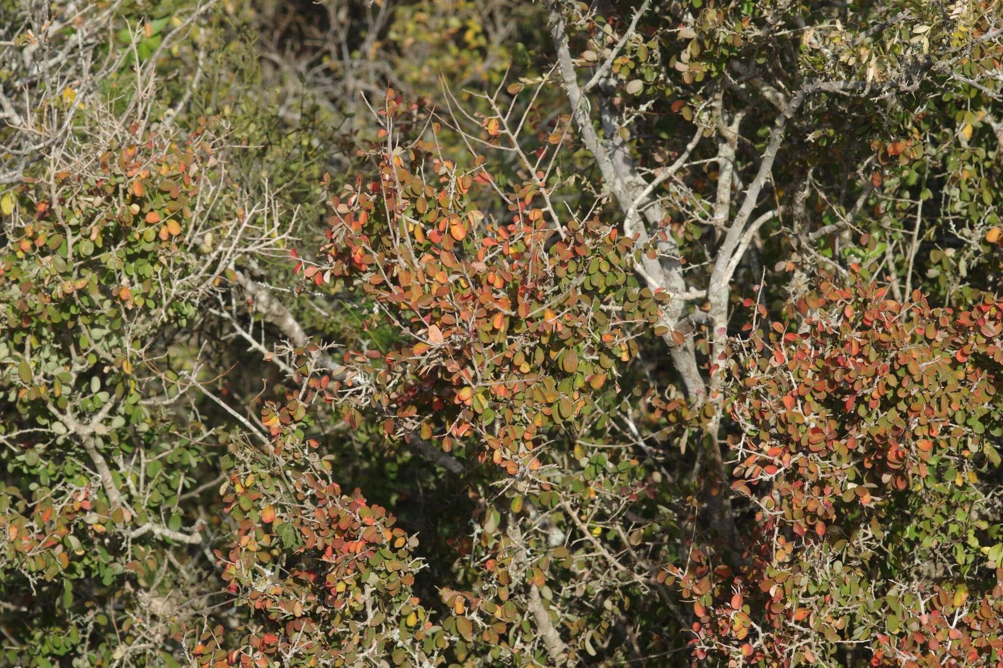 Image of Flueggea verrucosa (Thunb.) G. L. Webster