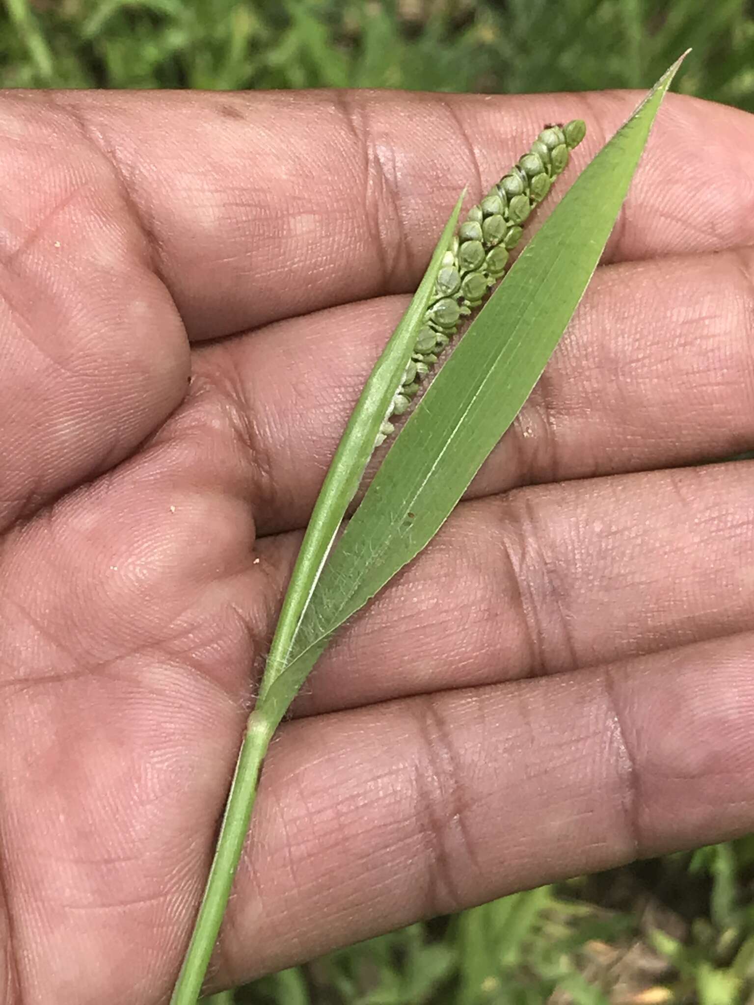 Image of Latin American crowngrass