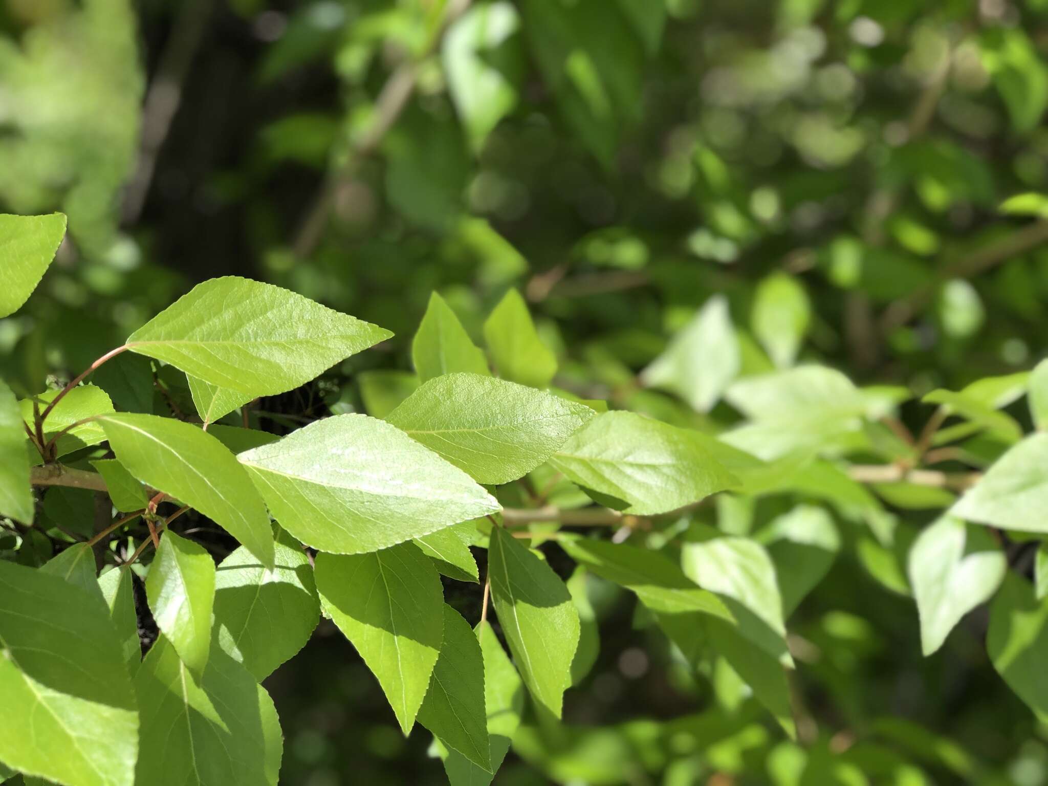 Image of Populus suaveolens Fisch.