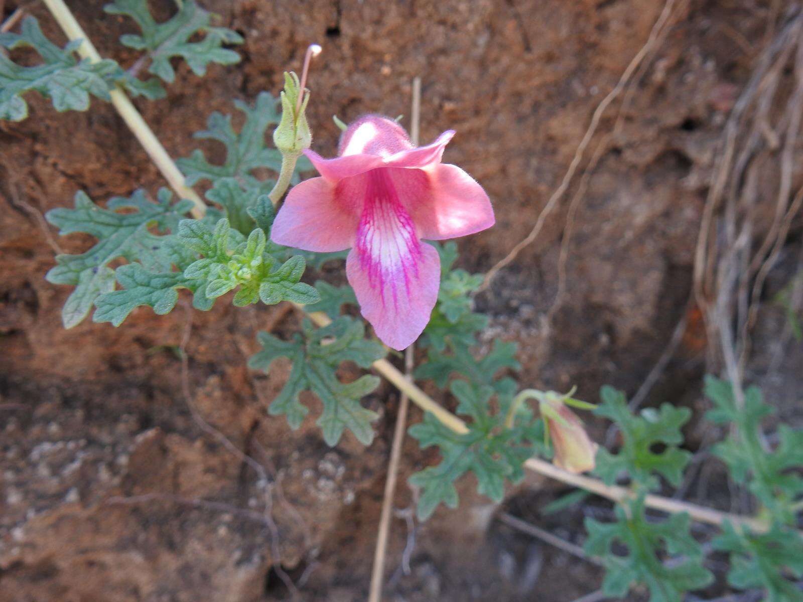 Plancia ëd Dicerocaryum senecioides (Klotzsch) Abels