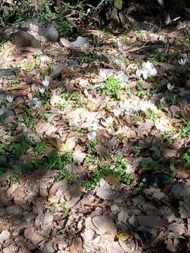 Image of Crocus ochroleucus Boiss. & Gaill.