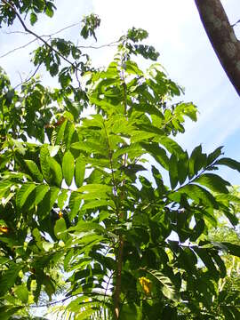 Image of American muskwood