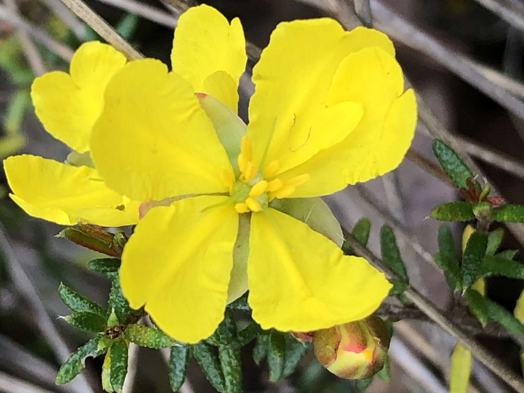 Plancia ëd Hibbertia ericifolia subsp. acutifolia Toelken