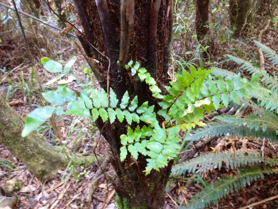 Image of sickle speenwort