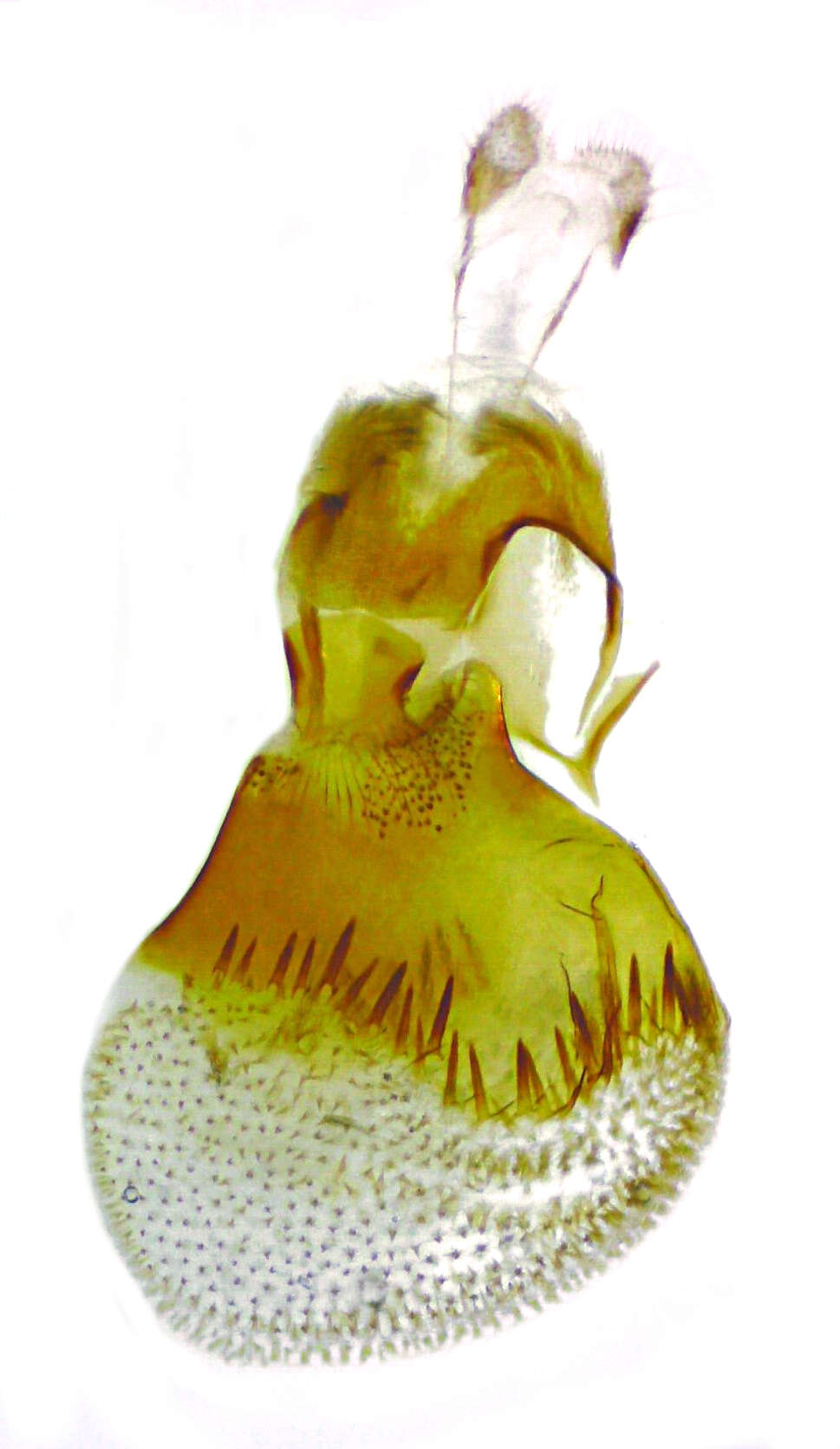 Image of Eupithecia huachuca Grossbeck 1908