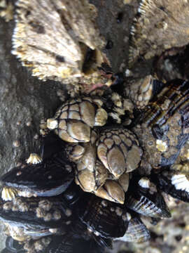 Image of goose-necked barnacle