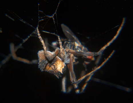 Image of Twig Orb-web Spiders