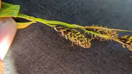 Image of Northwestern Showy Sedge