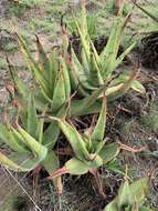 Plancia ëd Aloe vryheidensis Groenew.