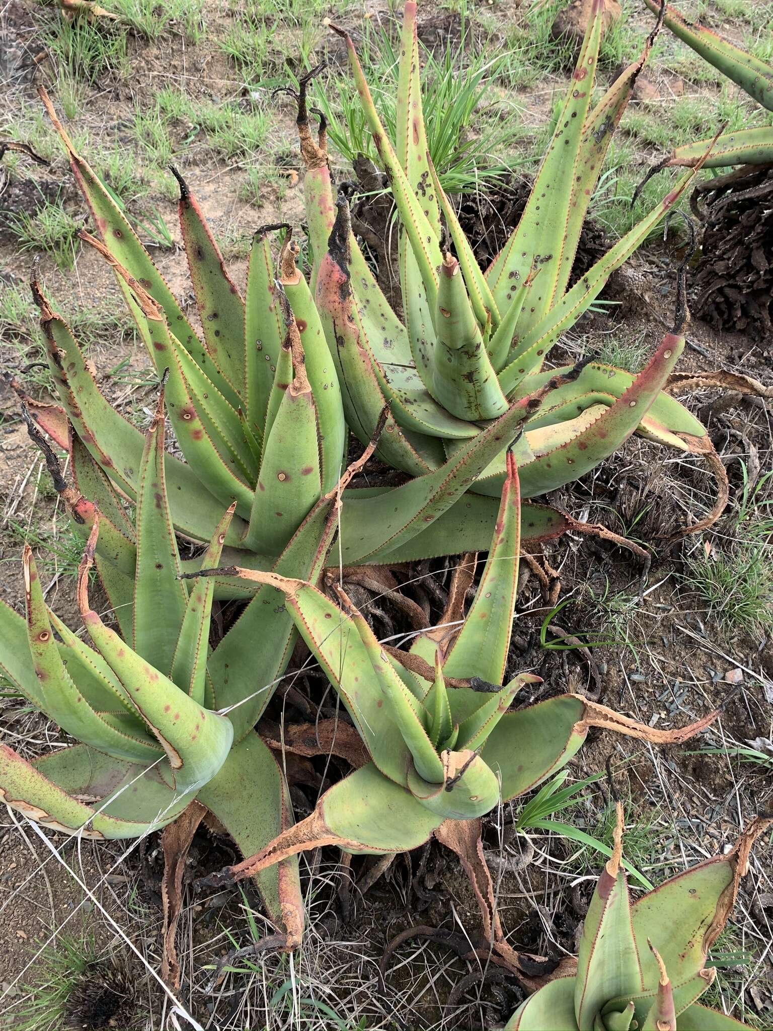 Plancia ëd Aloe vryheidensis Groenew.