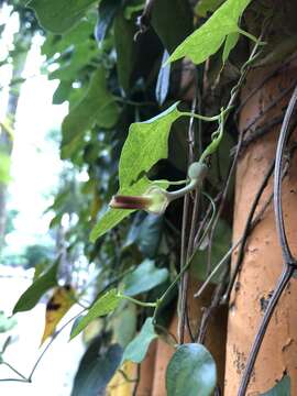 Plancia ëd Aristolochia zollingeriana Miq.