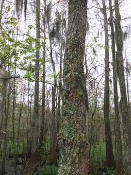 Image of Swamp Tupelo